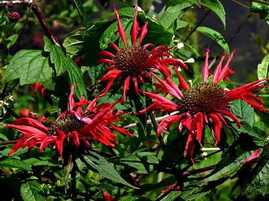 {Monarda didyma}